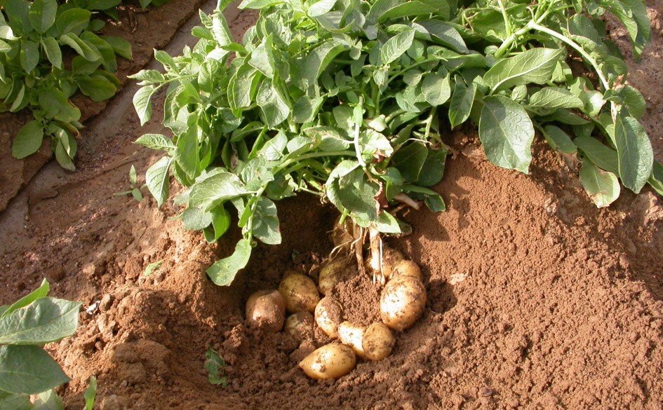 Potato Fertilizer Haifa Group